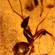 Image for article titled A fifty million-year-old ant, whose existence could change the history of India
